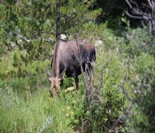 MontanaMoose2013 017